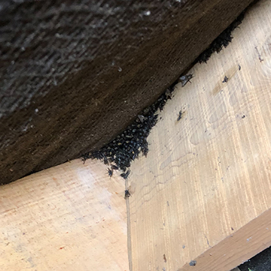 RF Pest Control