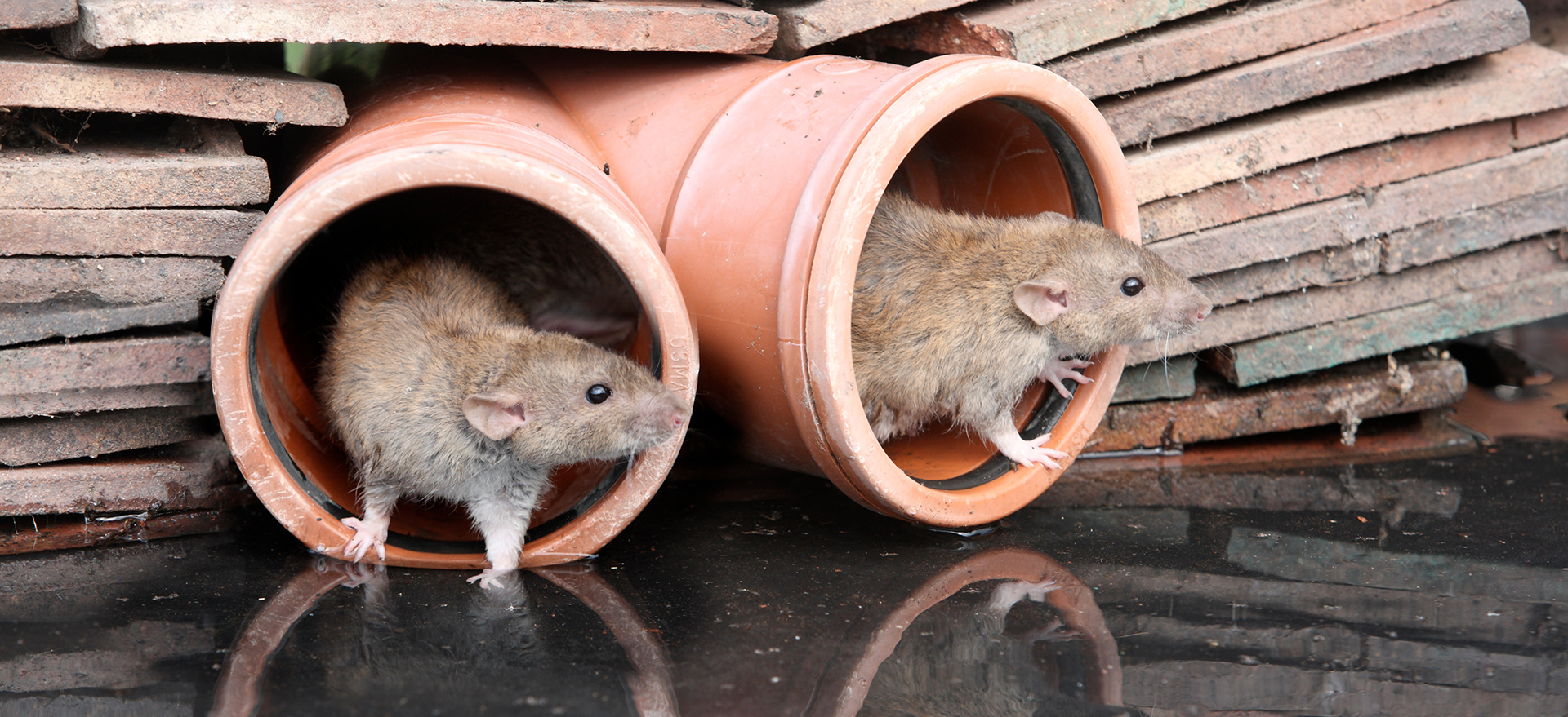 RF Pest Control